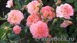 Augusta Luise Augusta Luise