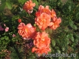 Westerland Westerland