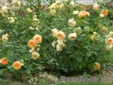Crown Princess Margareta® Crown Princess Margareta®