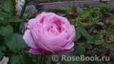 Mary Rose Mary Rose