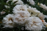 Lions Rose Lions Rose