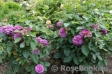 Heidi Klum Rose Heidi Klum Rose