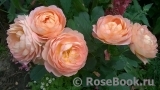 Lady of Shalott Lady of Shalott