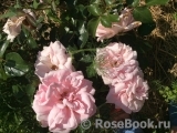 Home & Garden Home & Garden