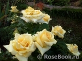 Wainwright Rose, The Wainwright Rose, The