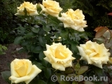 Wainwright Rose, The Wainwright Rose, The