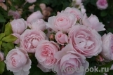 Hans Gonewein Rose Hans Gonewein Rose