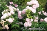 Hans Gonewein Rose Hans Gonewein Rose