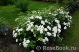 Aspirin Rose Aspirin Rose