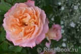 Augusta Luise Augusta Luise