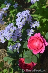 Johann Wolfgang von Goethe Rose® Johann Wolfgang von Goethe Rose®