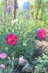 Falstaff® Falstaff®
