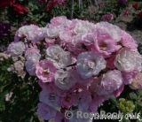 Heavenly Pink Heavenly Pink