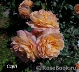 Capri ® Capri ®