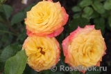 Gartenspass ® Gartenspass ®