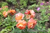 Westerland Westerland