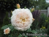 Crocus Rose® Crocus Rose®