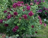 Burgundy Ice Burgundy Ice