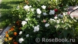 Aspirin Rose Aspirin Rose