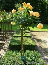 Bernstein-Rose Bernstein-Rose