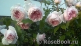 The Wedgwood Rose The Wedgwood Rose