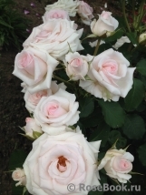 Rosa Belmonte Rosa Belmonte