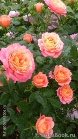 Briosa ® Briosa ®
