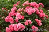 Rosarium Uetersen Rosarium Uetersen