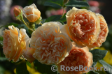 Crown Princess Margareta® Crown Princess Margareta®