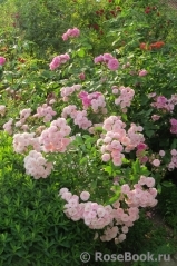 Heavenly Pink Heavenly Pink