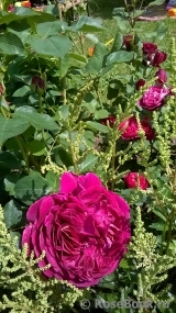 Falstaff® Falstaff®