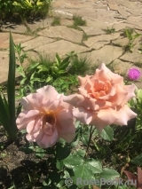 Julia's Rose Julia's Rose