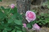 Madame Boll