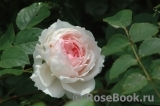 The Wedgwood Rose The Wedgwood Rose