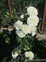 White Meidiland White Meidiland