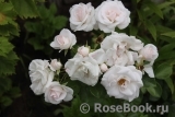 Aspirin Rose Aspirin Rose