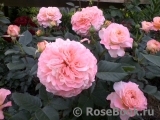 Augusta Luise