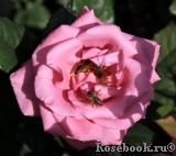 Shocking Blue Shocking Blue