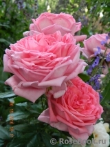 La Rose de Molinard ® La Rose de Molinard ®