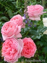 La Rose de Molinard ® La Rose de Molinard ®