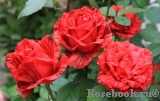 Red Intuition Red Intuition
