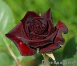 Black Baccara Black Baccara