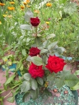 Black Baccara Black Baccara