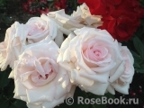 Rosa Belmonte Rosa Belmonte