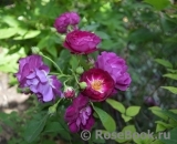 Rosengarten Zweibrücken ® Rosengarten Zweibrücken ®