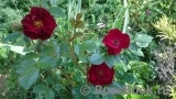 Scarlet Moss Scarlet Moss