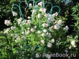 Perennial Blush Perennial Blush