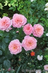 Tickled Pink Tickled Pink