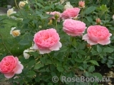 Boscobel Boscobel