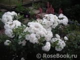 Aspirin Rose Aspirin Rose